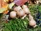 Körtealakú pöfeteg (Lycoperdon pyriforme), Bakony